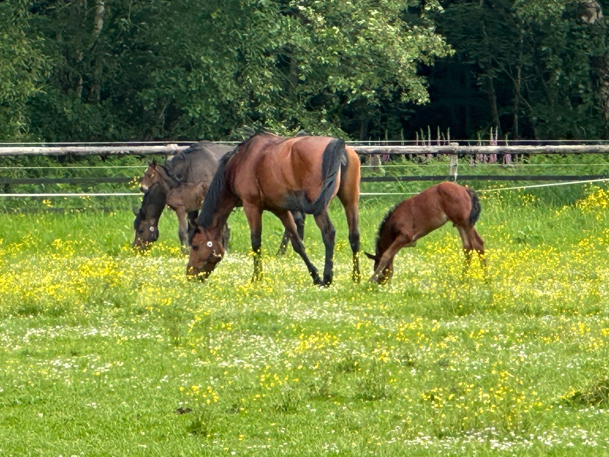 Pferde grasen auf der Weide