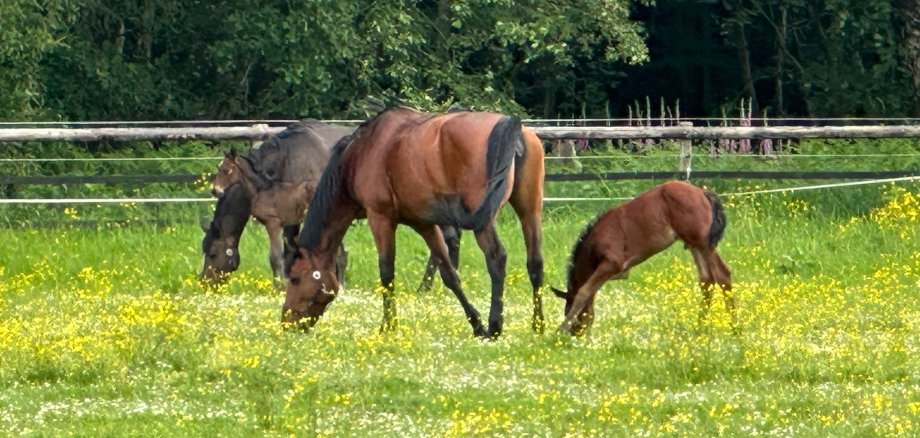 Pferde grasen auf der Weide