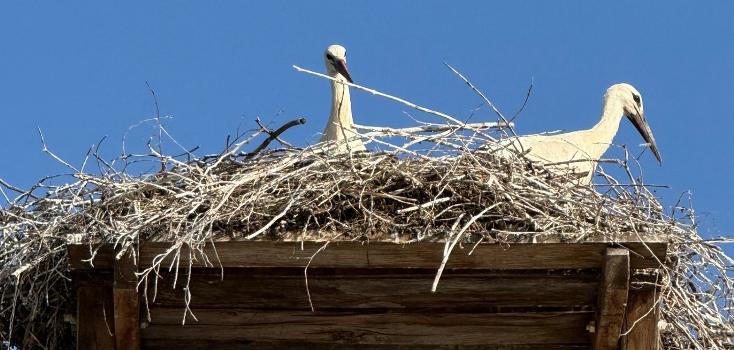 Storchenpaar im Nest.