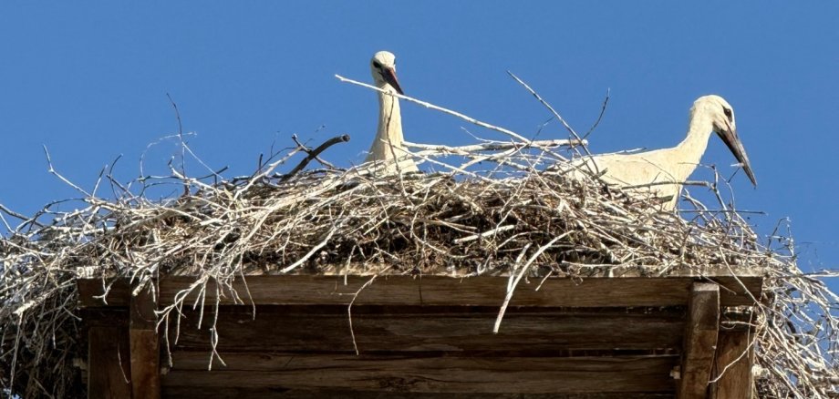Storchenpaar im Nest.