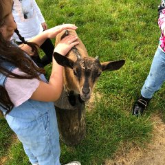 Kinder im Streichelzoo