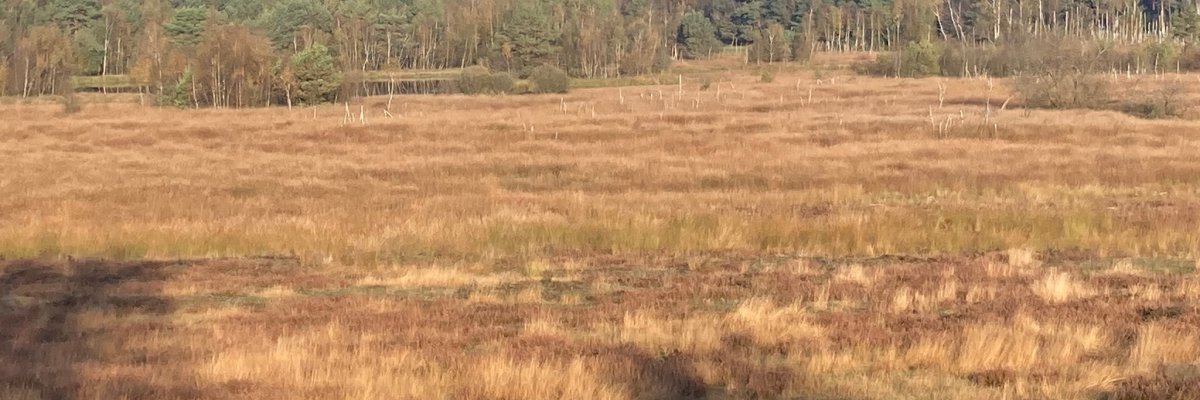 Die Klasse 3c macht einen Ausflug ins Gildehauser Venn.